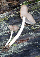 Helvella elastica.